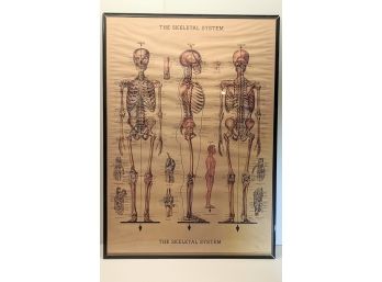 Medical Poster Art ' The Skeletal System' 2003 Cavallini Paper & Co - Local Pick-up Only