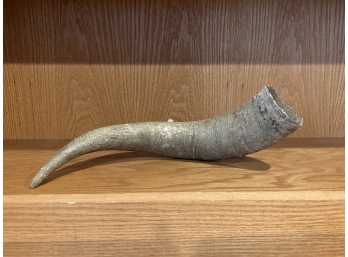 Animal Horn Just Over 12in