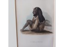Hand Coloured Lithographs, Dr Prichard's Natural History Of Man, 1855: Fiji, Bushman, Madagascar, Anaiteum