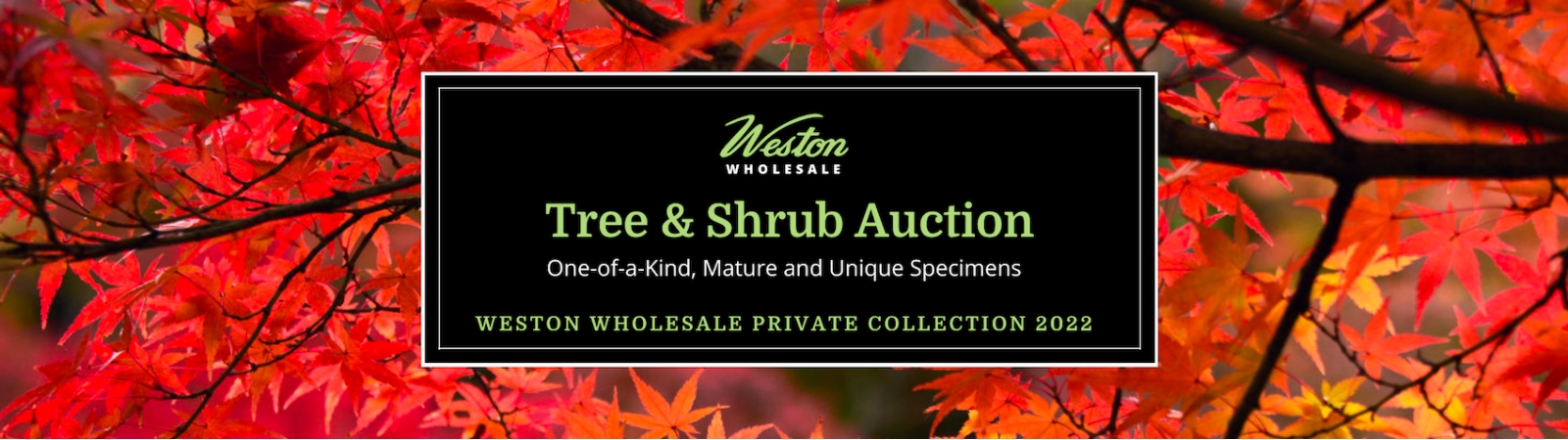 Weston Nurseries | AuctionNinja